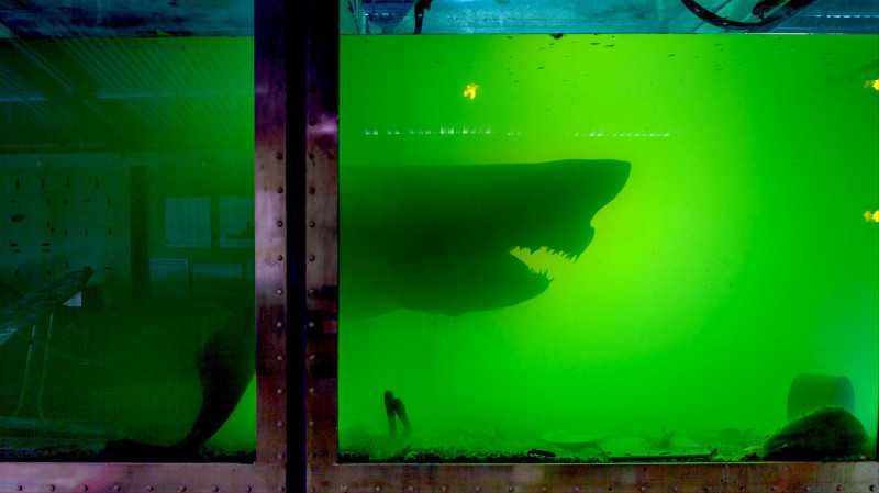 Группа kiss выступила плохо - акулам не понравилось ∞ лагуна акул