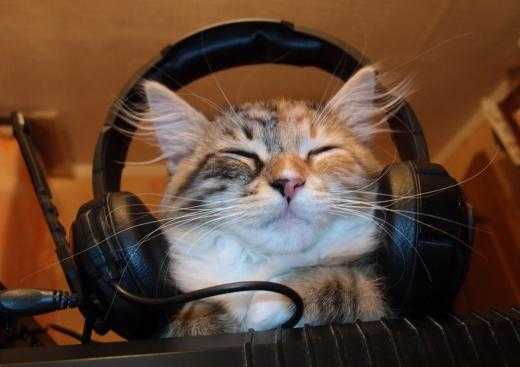 Композитор дэвид тие создает музыку только для кошек