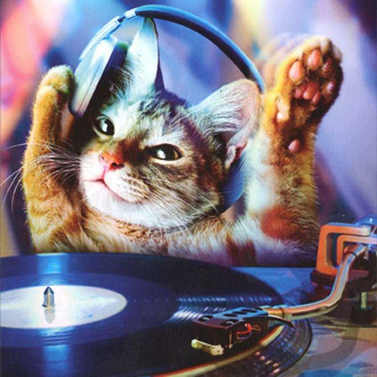 Какую музыку любят кошки? — сайт эксперта по животным