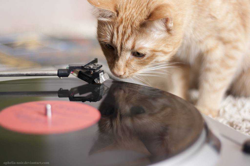 Композитор дэвид тие создает музыку только для кошек