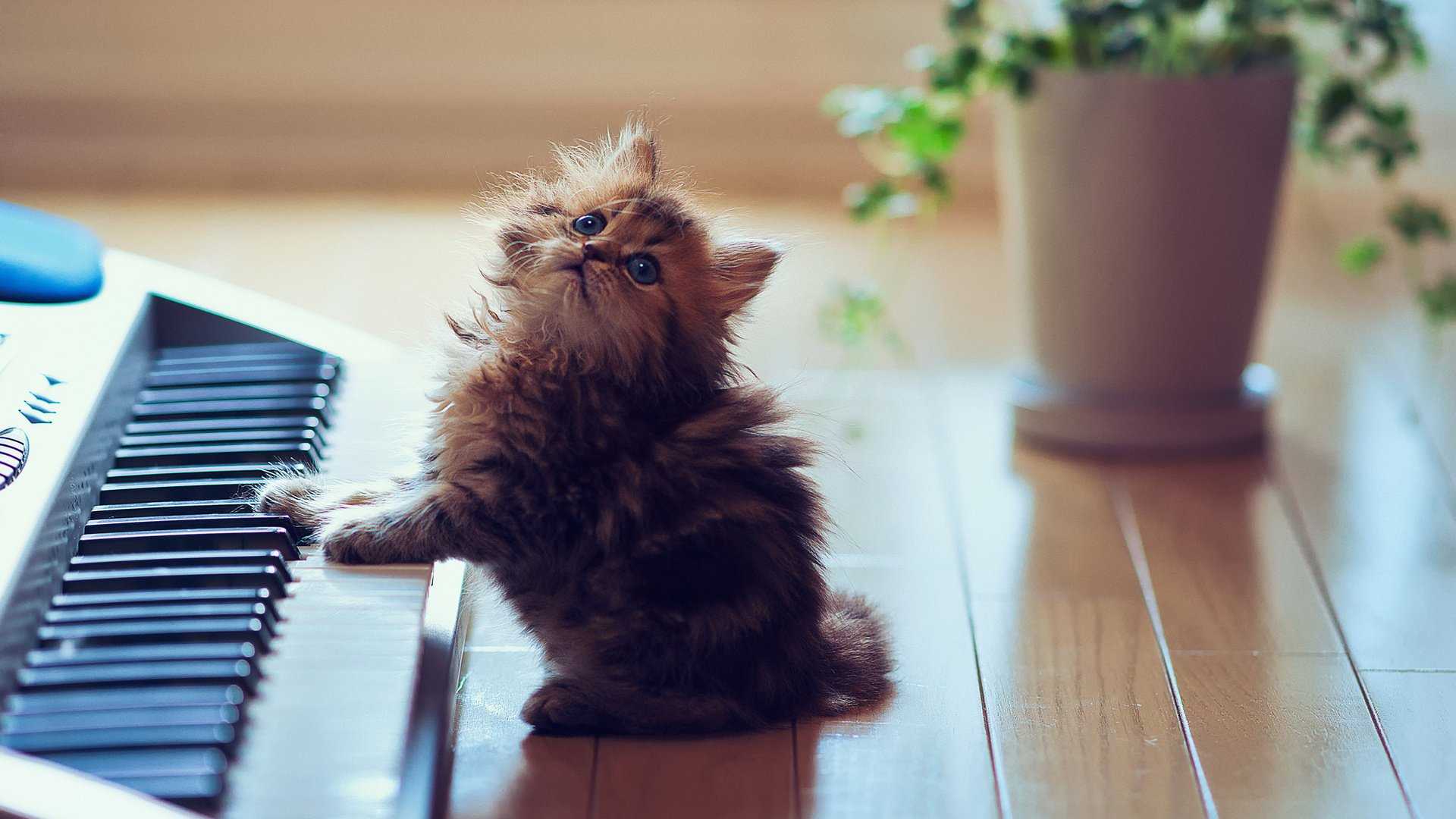 Ученым удалось создать успокаивающую музыку для кошек