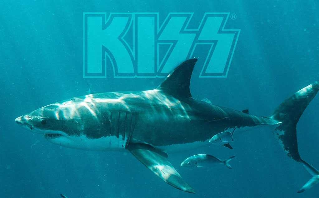 Группа kiss сыграла концерт для белых акул, но акулы на него не приплыли