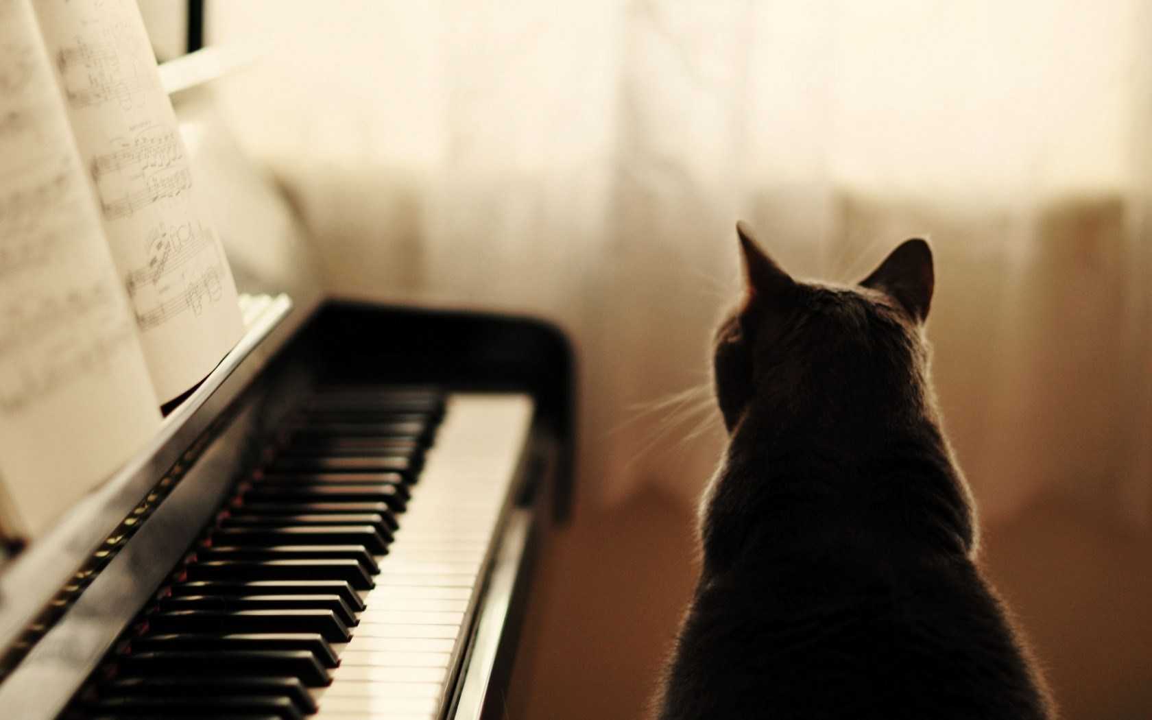 Композитор дэвид тие создает музыку только для кошек - стиль жизни 2022