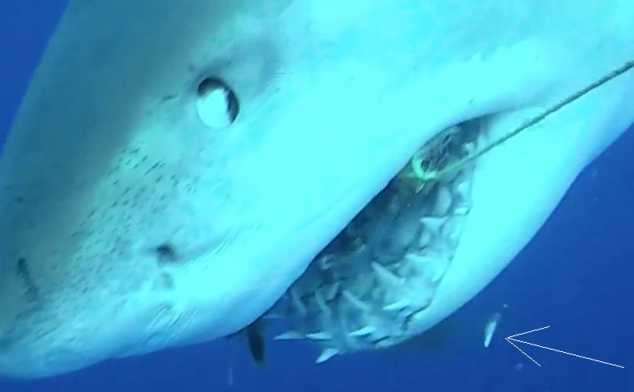 Группа kiss сыграла концерт для белых акул, но акулы на него не приплыли