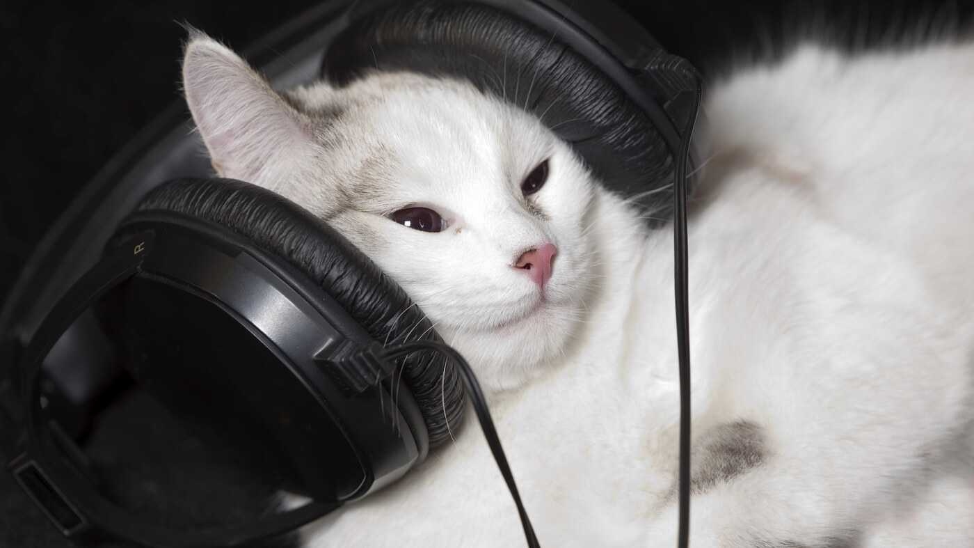 Как кошки реагируют на музыку?